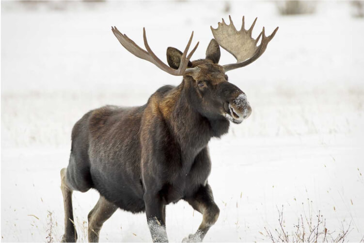A bull moose with large antlers walks through tall grass as snowflakes fall.