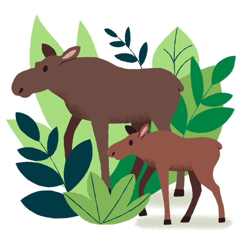 Illustration of a cow moose and a moose calf set against a background of green plants.