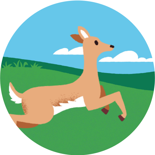  Illustration of a white-tailed deer.