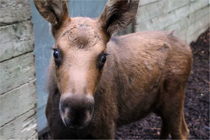 A moose calf stands in a stall at the Minnesota Zoo.
