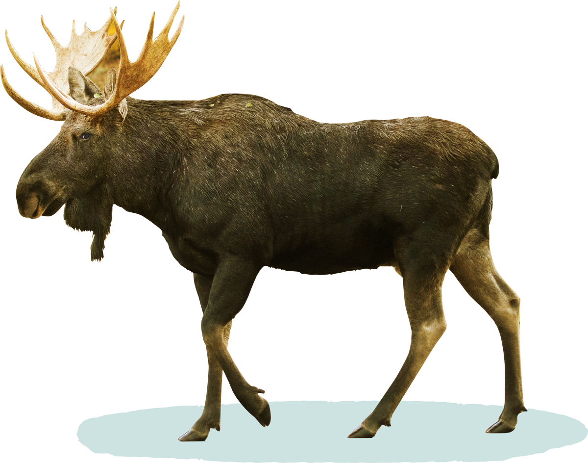 A profile view of an adult moose with antlers.