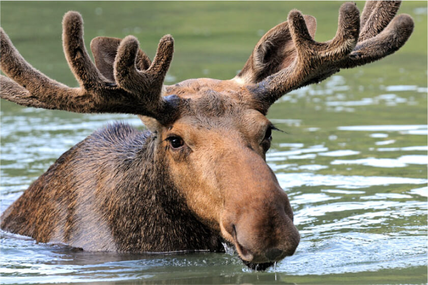 A moose with antlers covered in velvet moves through water up to its neck.