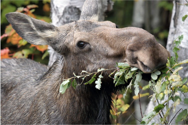 A moose eats leaves and twigs from a tree.