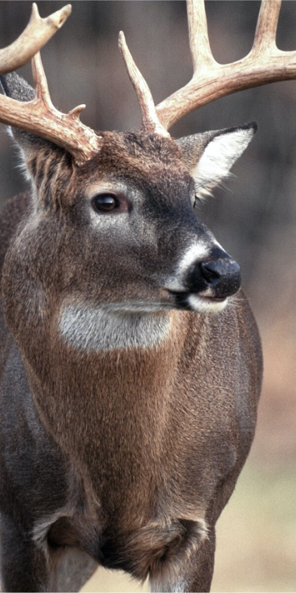 A photograph of a white-tailed deer