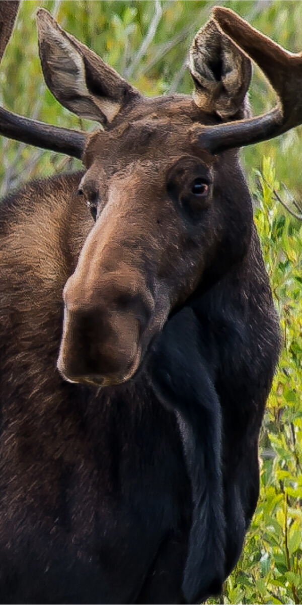 A photograph of a bull moose