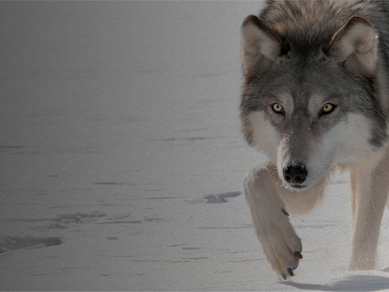 A photograph of a gray wolf walking through snow 